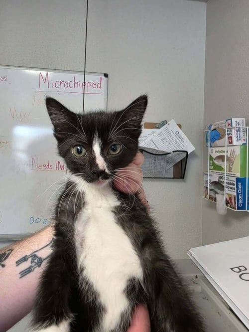 CEDAR - Domestic Short Hair available for adoption