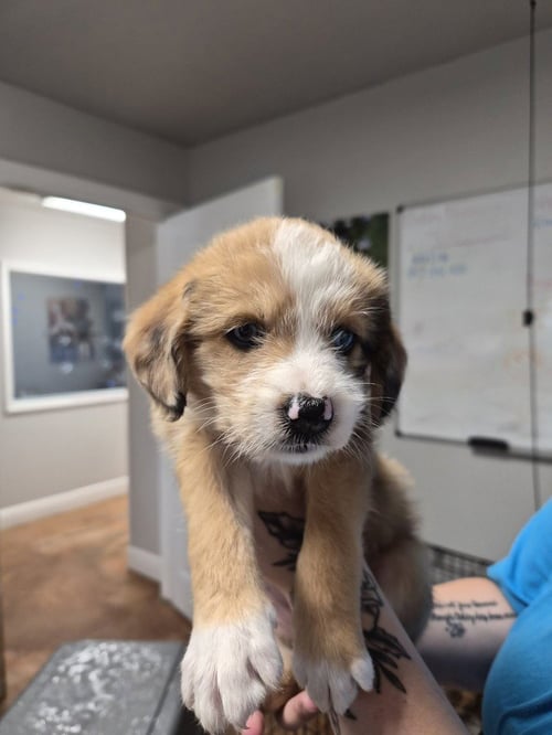 THREE MUSKATEERS - Australian Shepherd / Akita available for adoption