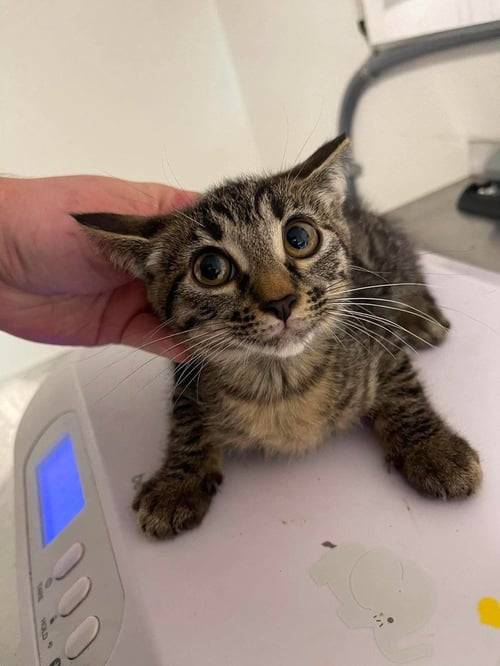 MISHKA - Domestic Short Hair available for adoption