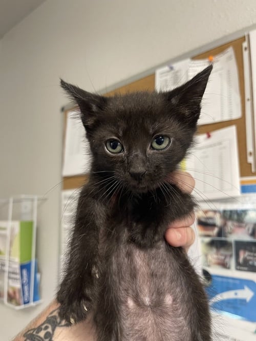 GENE - Domestic Short Hair available for adoption