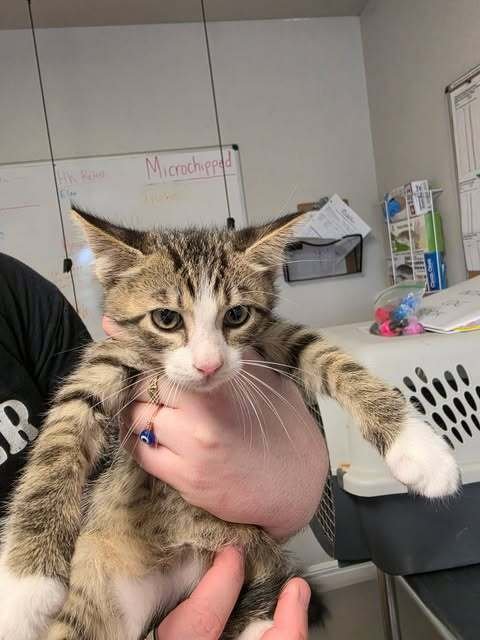 ASPEN - Domestic Short Hair available for adoption