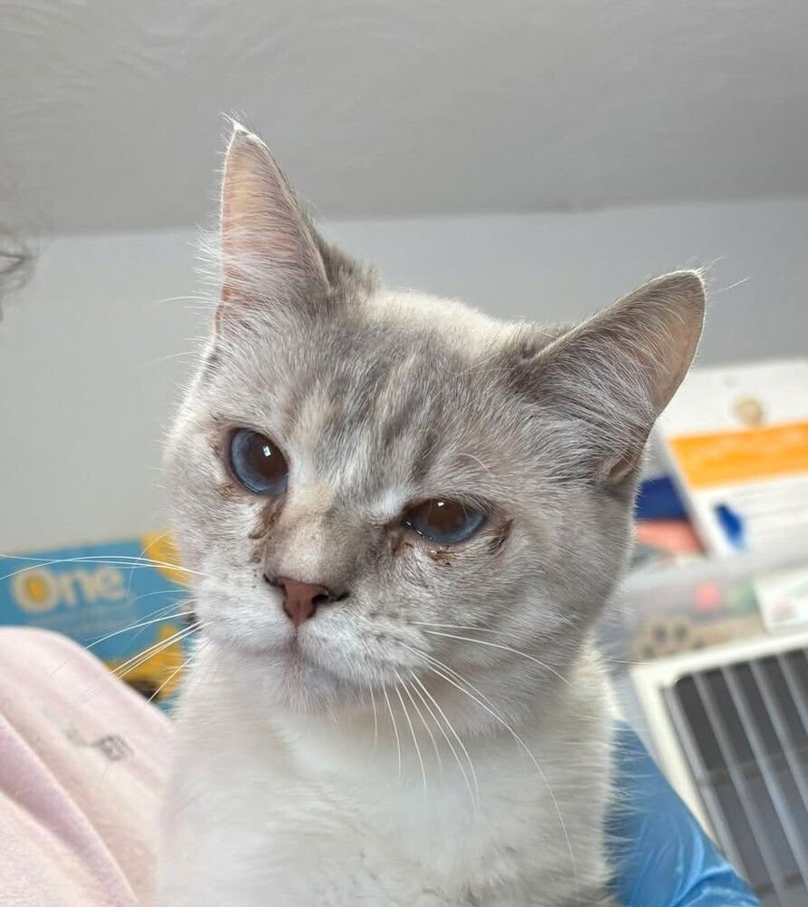 AMELIA - Siamese available for adoption