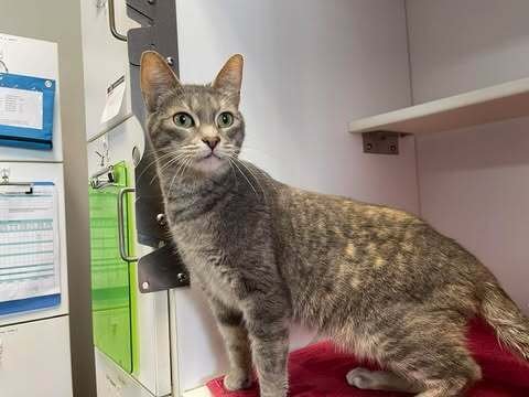 TOOTHLESS - Domestic Short Hair available for adoption
