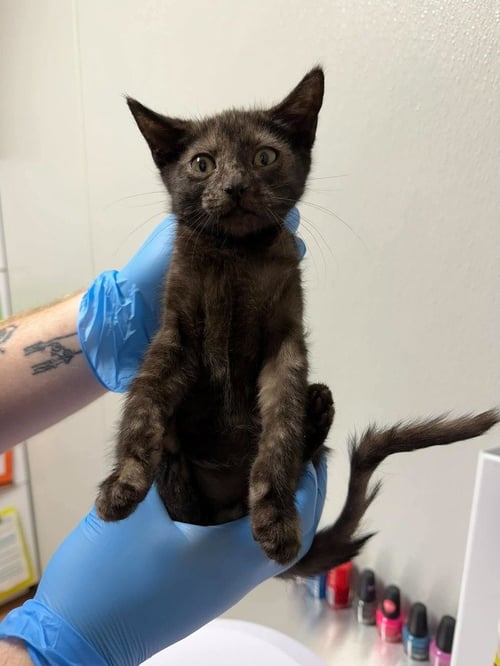 DELMAR - Domestic Short Hair available for adoption