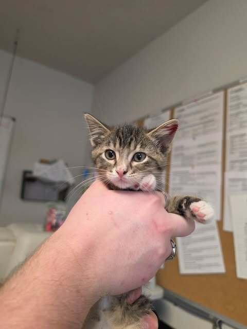 BIRCH - Domestic Short Hair available for adoption