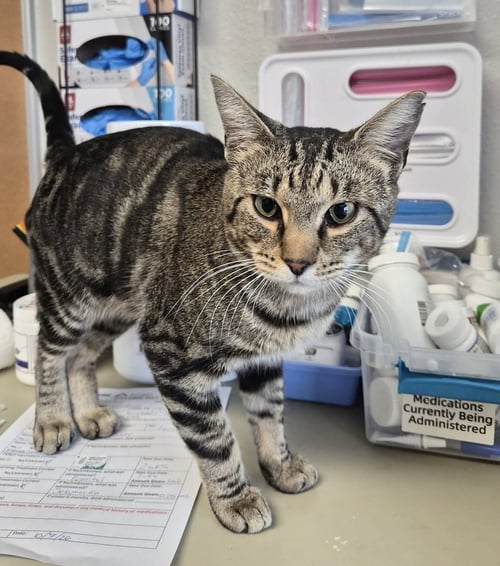 MAGIC - Domestic Short Hair available for adoption