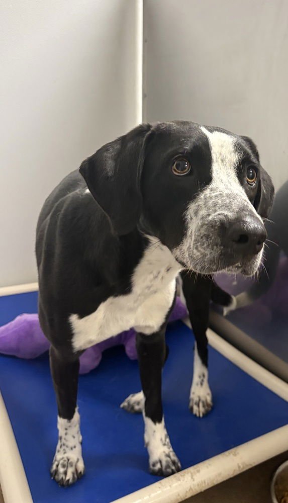 SUMMER - Hound available for adoption