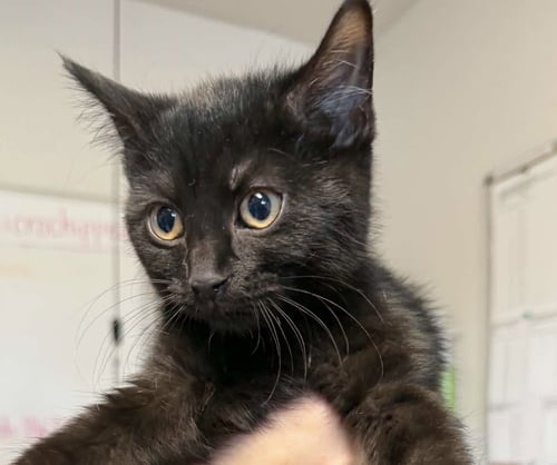 PUGSLEY - Domestic Short Hair available for adoption