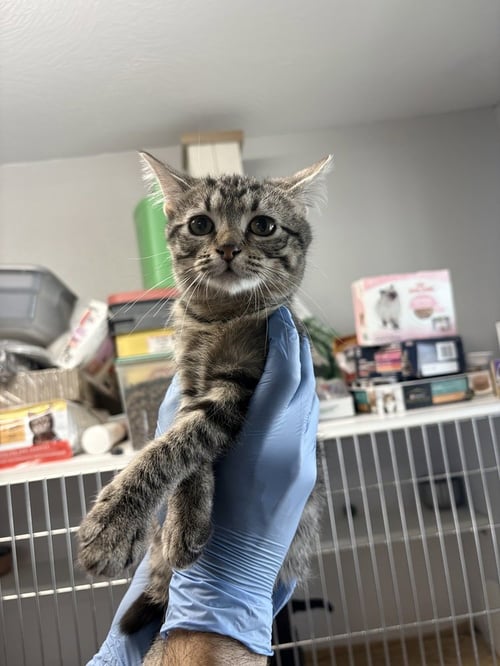 KENNA - Domestic Short Hair available for adoption