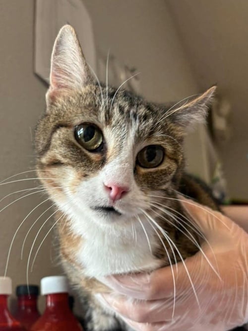HANNA - Domestic Short Hair available for adoption