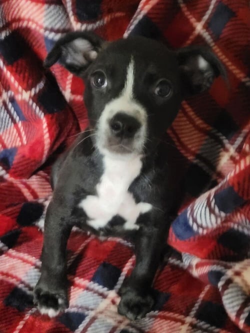 REMBRANDT - Pit Bull Terrier / Boston Terrier available for adoption