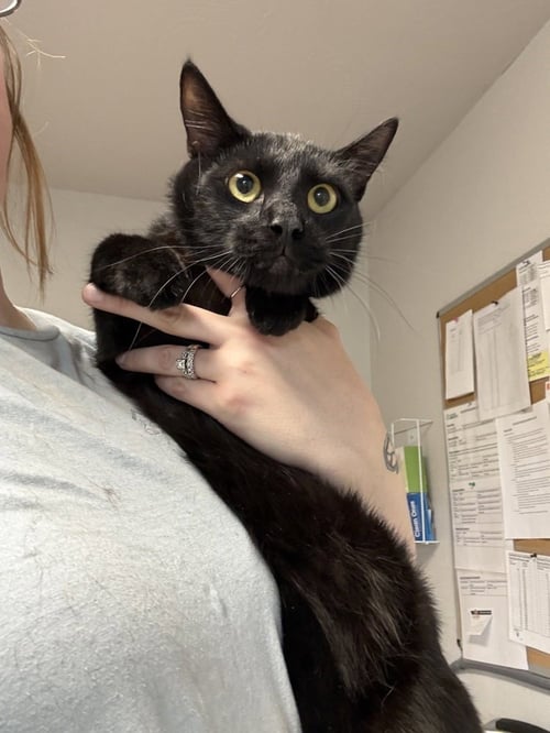 RORY - Domestic Short Hair available for adoption