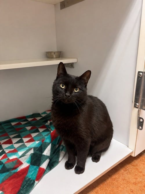 THACKERY BINX - Domestic Short Hair for adoption in Springfield