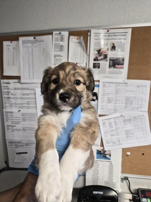 BISSELL - Australian Shepherd / Great Pyrenees available for adoption