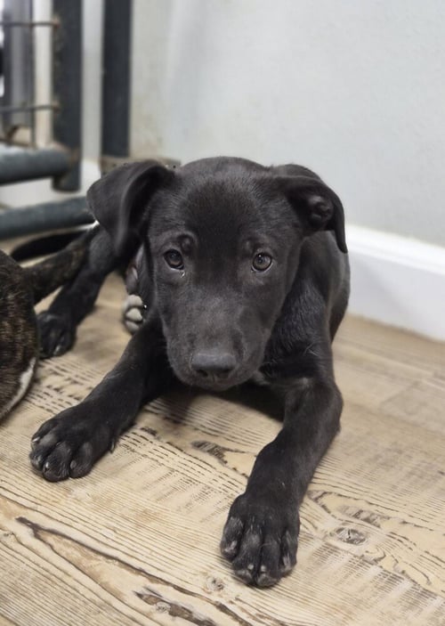DELTA - Labrador Retriever / Pit Bull Terrier available for adoption