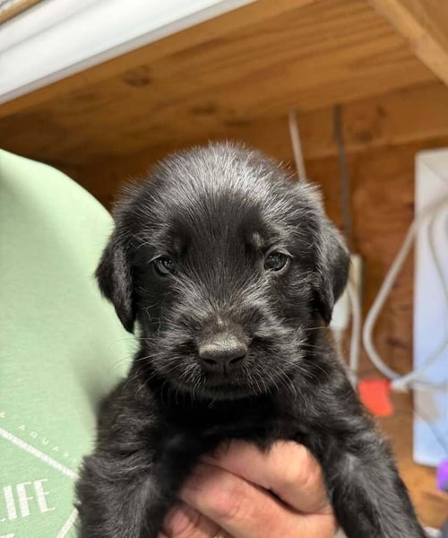 LAMBERT - Golden Retriever / English Mastiff for adoption in Springfield