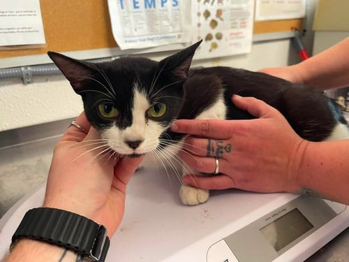 MOXIE - Domestic Short Hair available for adoption