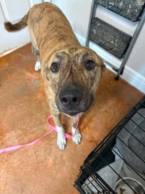 LEIA - Dutch Shepherd available for adoption