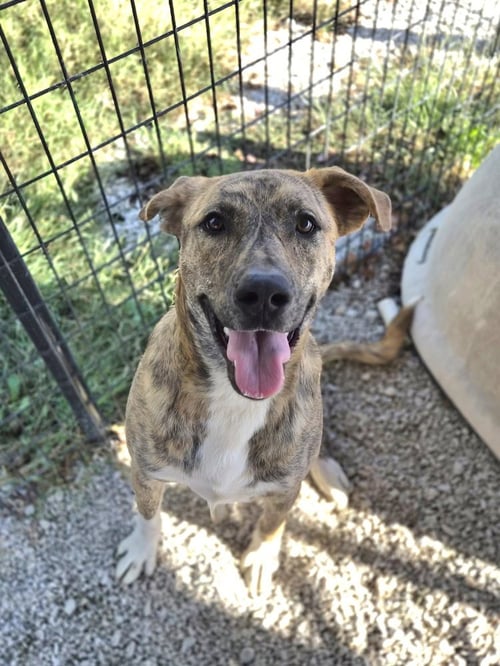 LEIA - Dutch Shepherd available for adoption