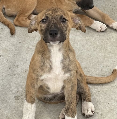 LEIA - Dutch Shepherd available for adoption
