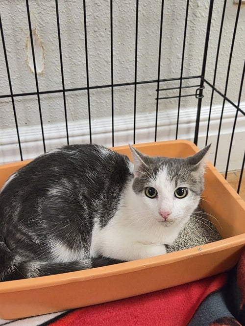 ZAZA - Domestic Short Hair available for adoption