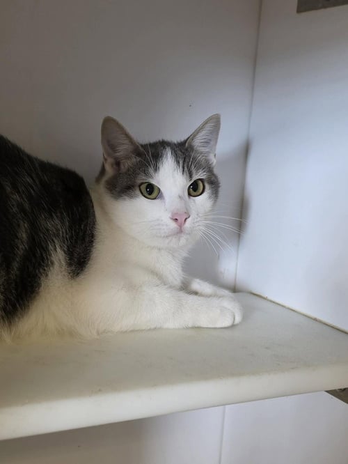 ZAZA - Domestic Short Hair available for adoption