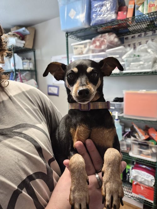 MINNIE - Miniature Pinscher available for adoption
