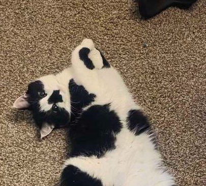 MEGLADON - Domestic Medium Hair available for adoption