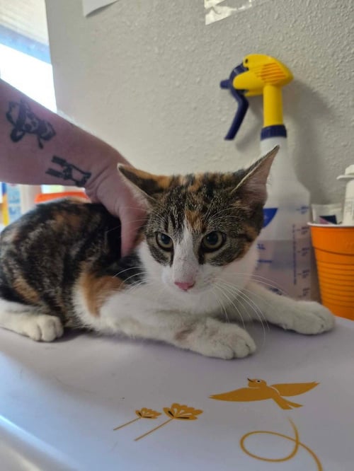 ZEZE - Domestic Short Hair available for adoption