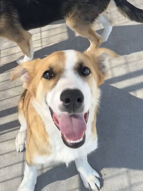 COBBLER - Golden Retriever / Australian Shepherd available for adoption