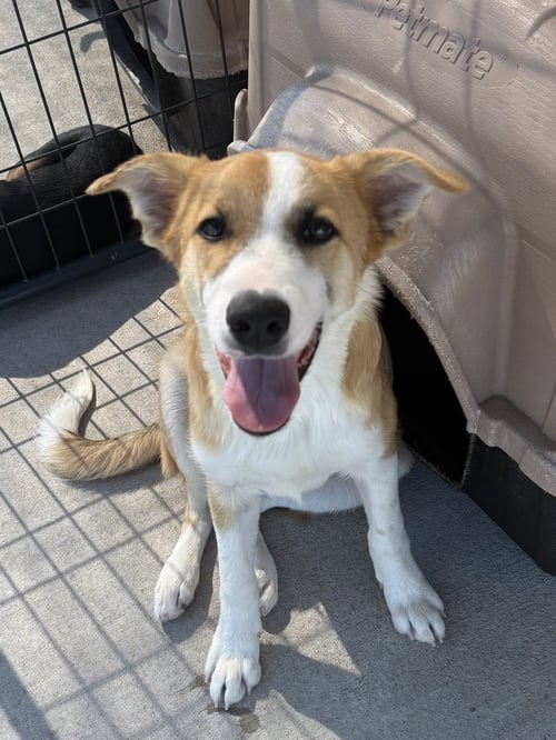 COBBLER - Golden Retriever / Australian Shepherd available for adoption