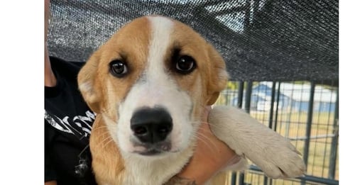 COBBLER - Golden Retriever / Australian Shepherd available for adoption