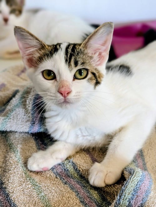 TIGER LILY - Domestic Short Hair available for adoption
