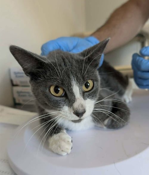 LOOT - Domestic Short Hair available for adoption