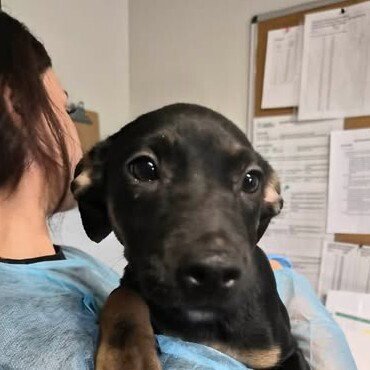 EILISH - Australian Cattle Dog/Blue Heeler available for adoption