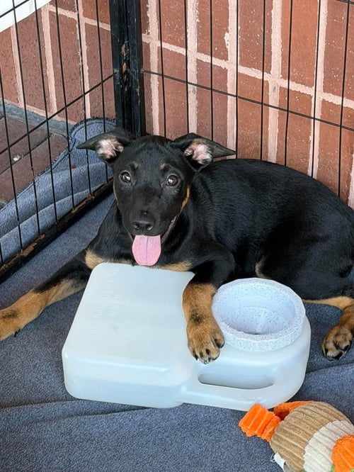 EILISH - Australian Cattle Dog/Blue Heeler available for adoption
