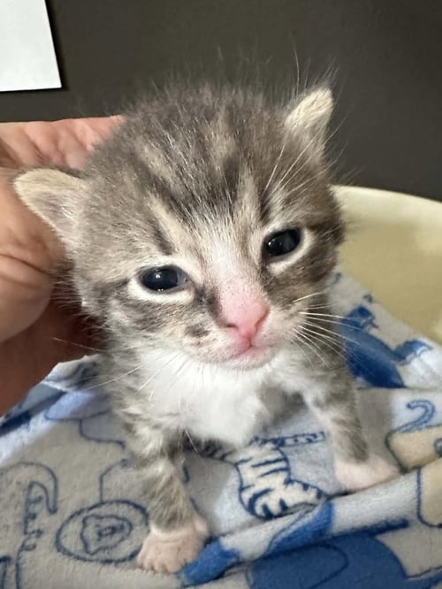 SIR SNUGGLEPAWS - Domestic Short Hair available for adoption