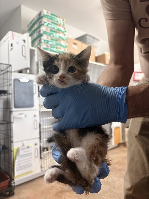 PULL - Domestic Short Hair available for adoption
