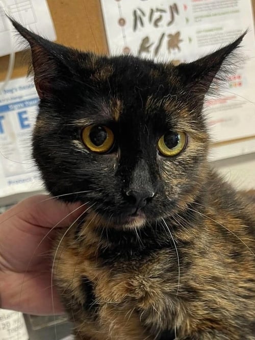 WILLA - Domestic Short Hair available for adoption
