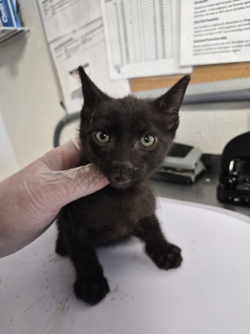 FRUIT BY THE FOOT - Domestic Short Hair available for adoption