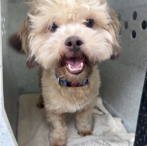 TEDDY BEAR - Shih Tzu / Poodle (Miniature) available for adoption