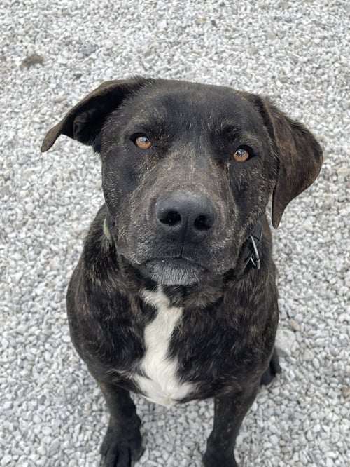 TIGER - Labrador Retriever available for adoption