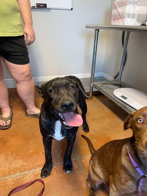 TIGER - Labrador Retriever available for adoption