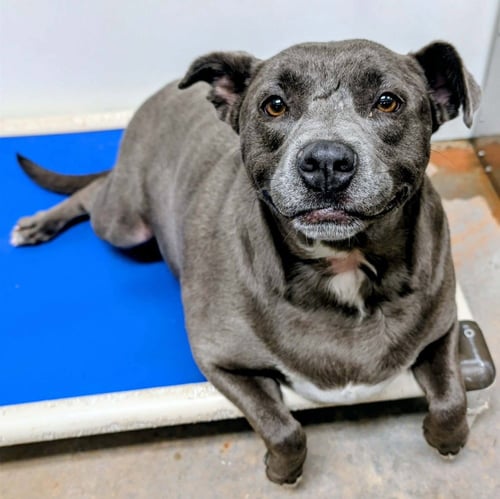 KARMA - Staffordshire Bull Terrier available for adoption