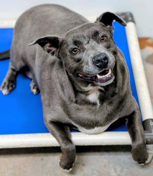 KARMA - Staffordshire Bull Terrier available for adoption