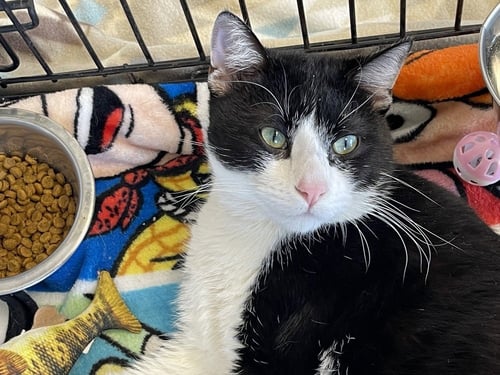 TOM TOM - Domestic Short Hair available for adoption