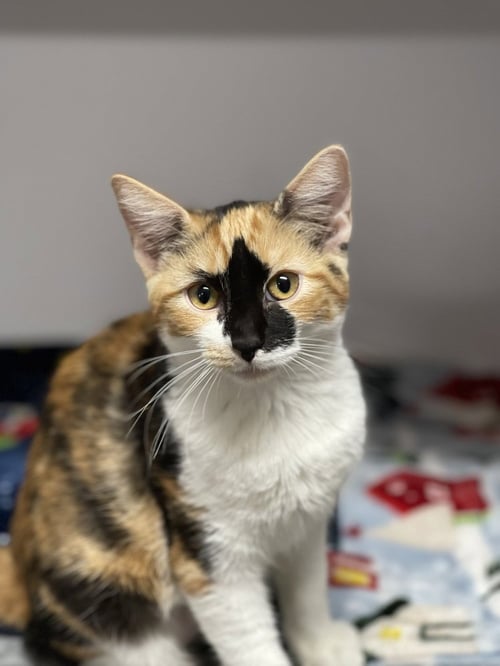 PUMPKIN - Domestic Short Hair available for adoption