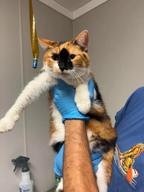 PUMPKIN - Domestic Short Hair available for adoption