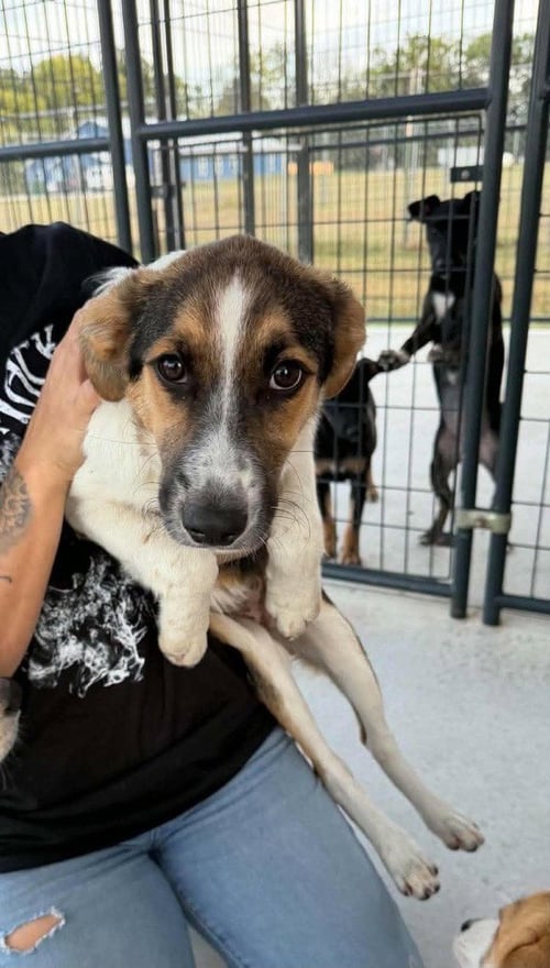 CREME BRULEE - Golden Retriever / Australian Shepherd available for adoption