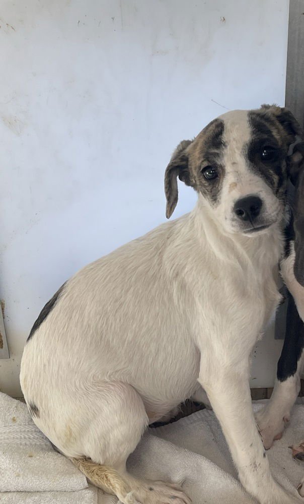 SUKI - Terrier / Australian Cattle Dog/Blue Heeler available for adoption